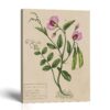 Pea Pod Botanical Canvas Print - Garden Pea Wall Art by Crossroads Home Decor