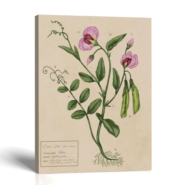 Pea Pod Botanical Canvas Print - Garden Pea Wall Art by Crossroads Home Decor