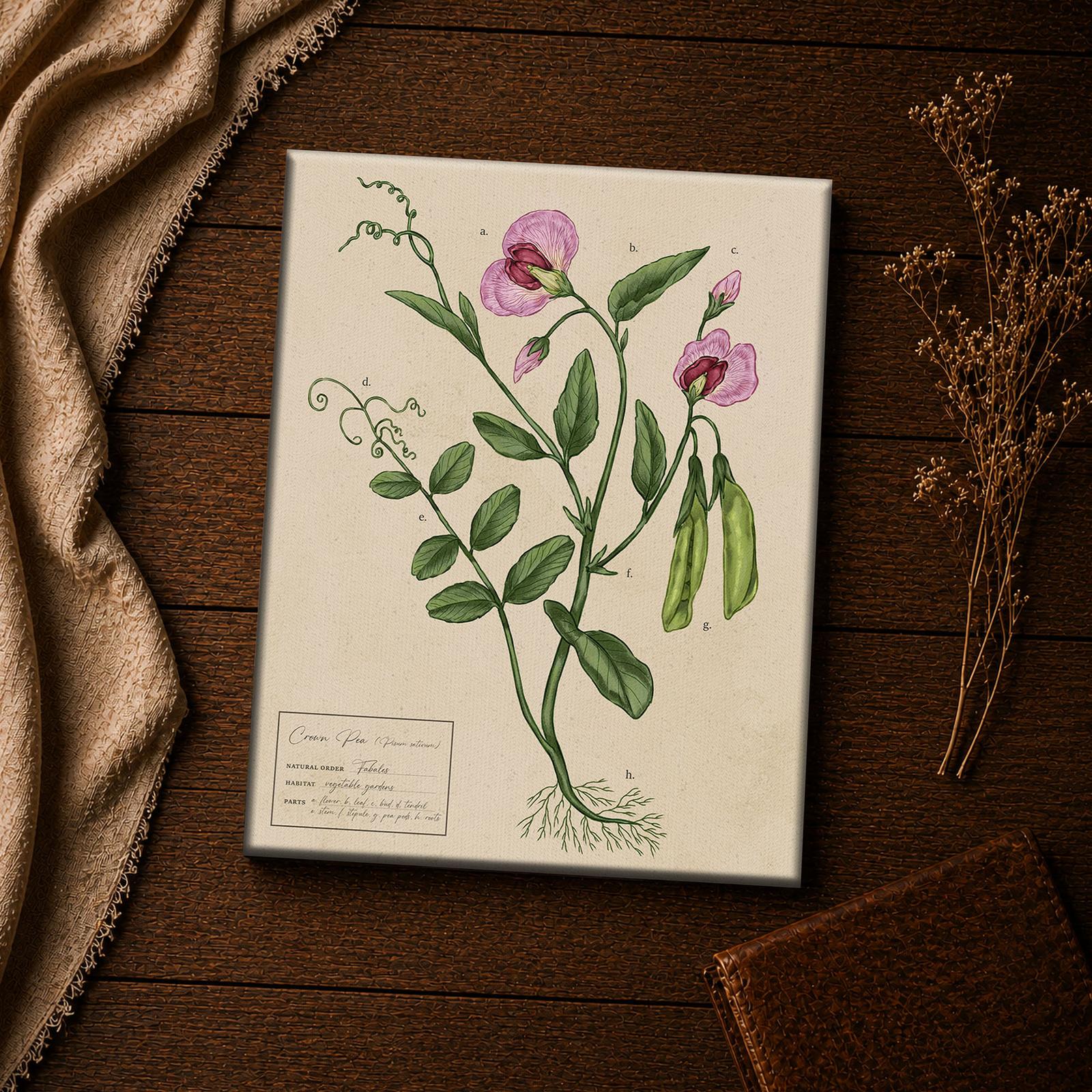 Pea pod and blossom close-up - Garden Pea botanical wall art detail