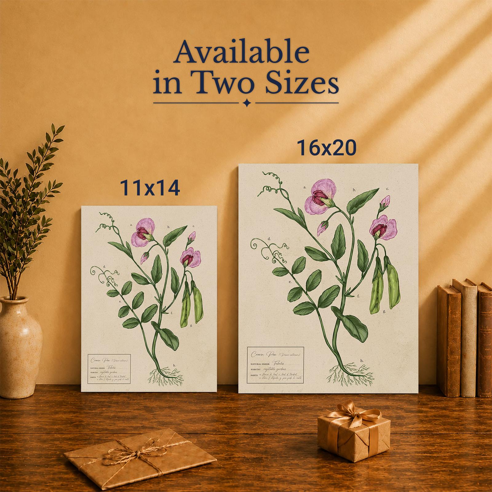Garden Pea canvas print - Made in USA, family-owned vintage botanical wall art