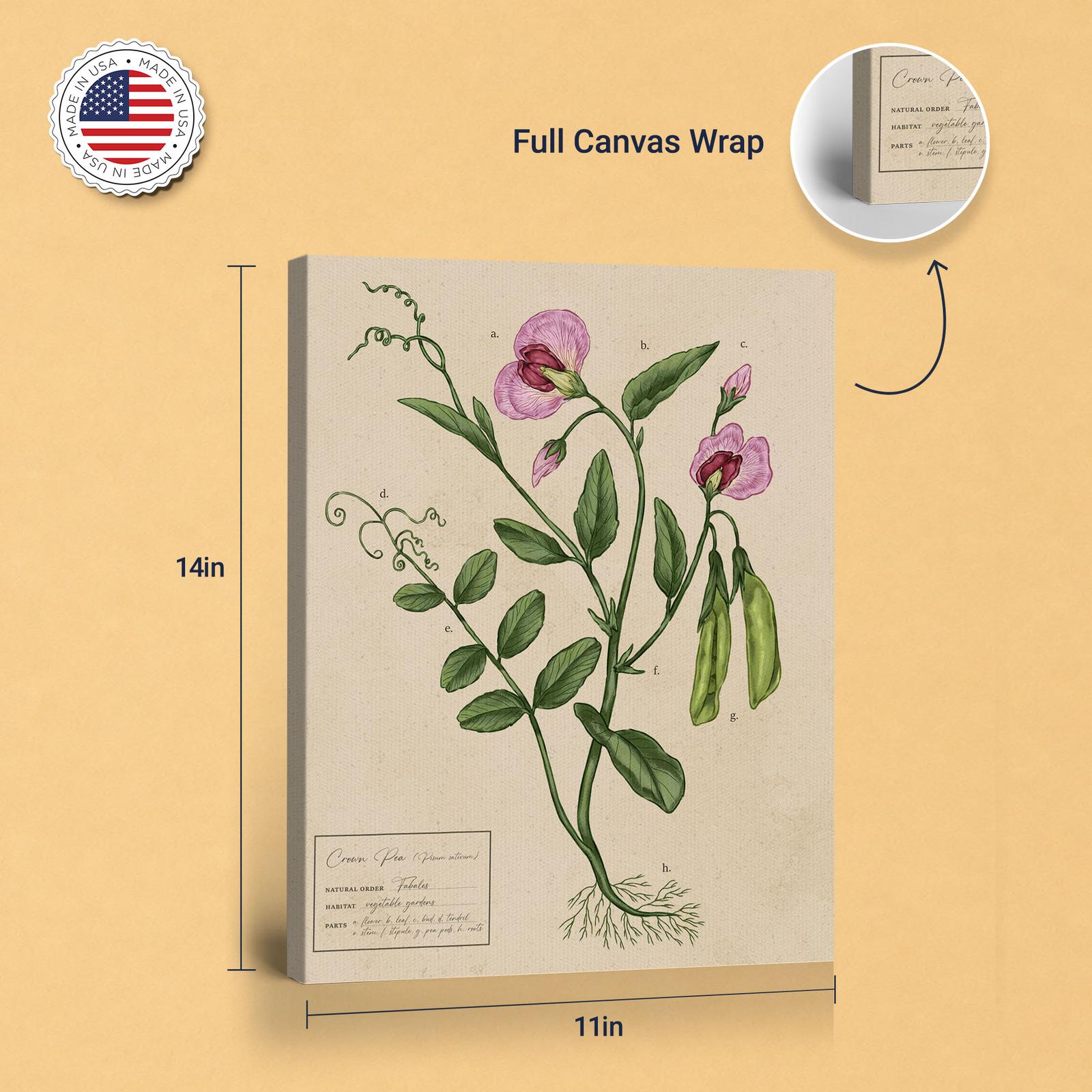 Garden Pea canvas print - gallery wrapped and floating frame styles