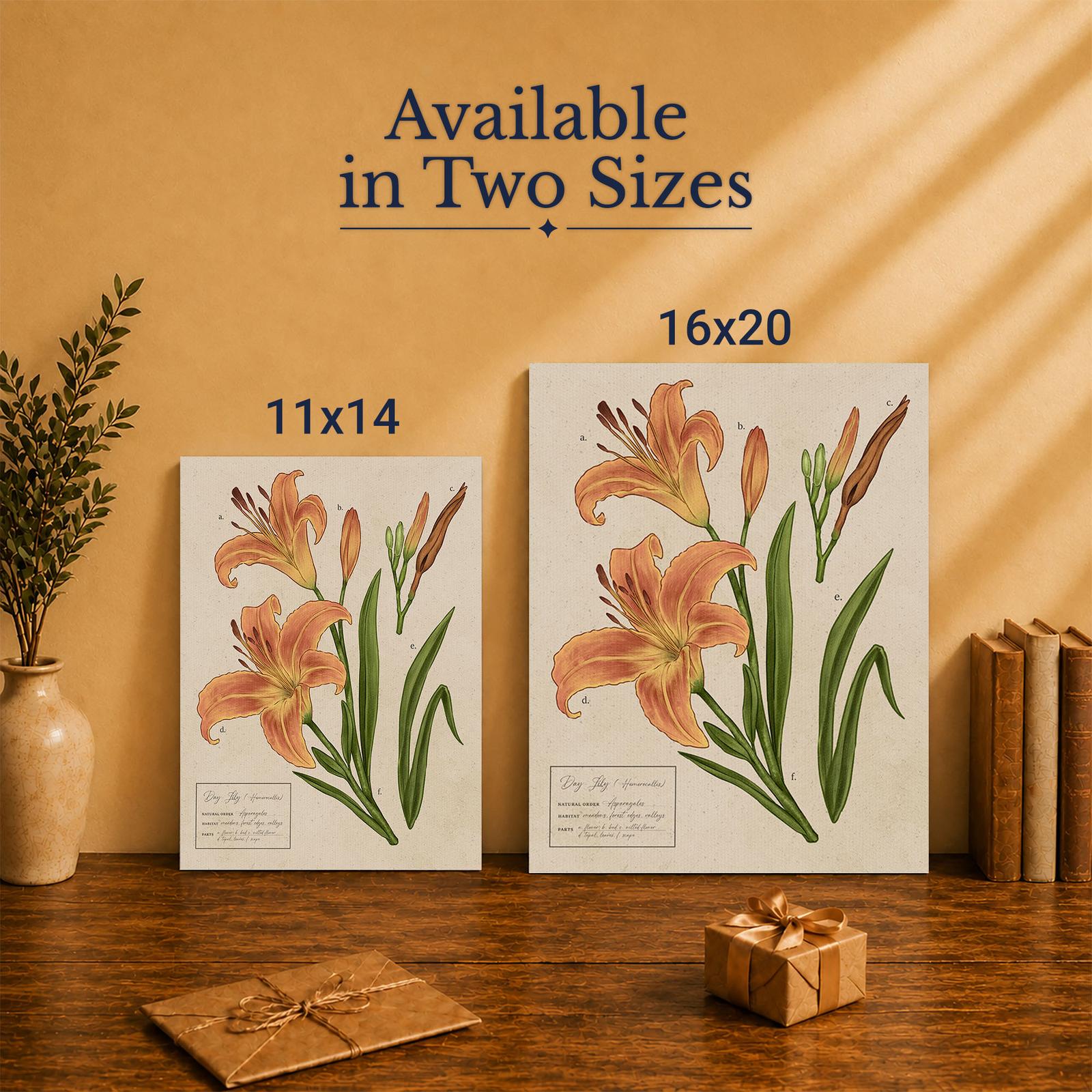 Day Lily canvas print - Made in USA, family-owned vintage botanical wall art