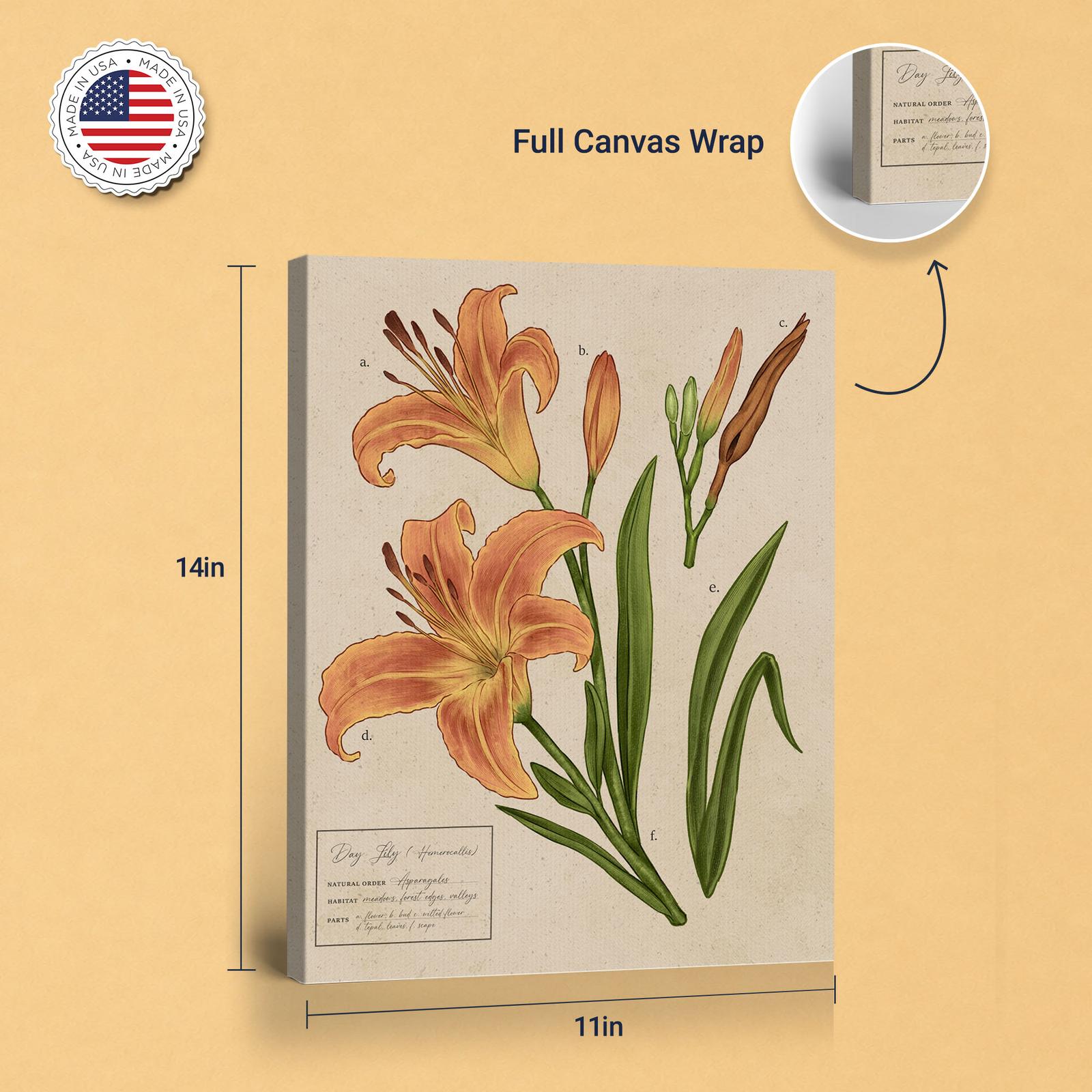 Day Lily canvas print - gallery wrapped and floating frame styles