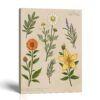 Medicinal Herbs Canvas Print - Six-Herb Botanical Study by Crossroads Home Decor