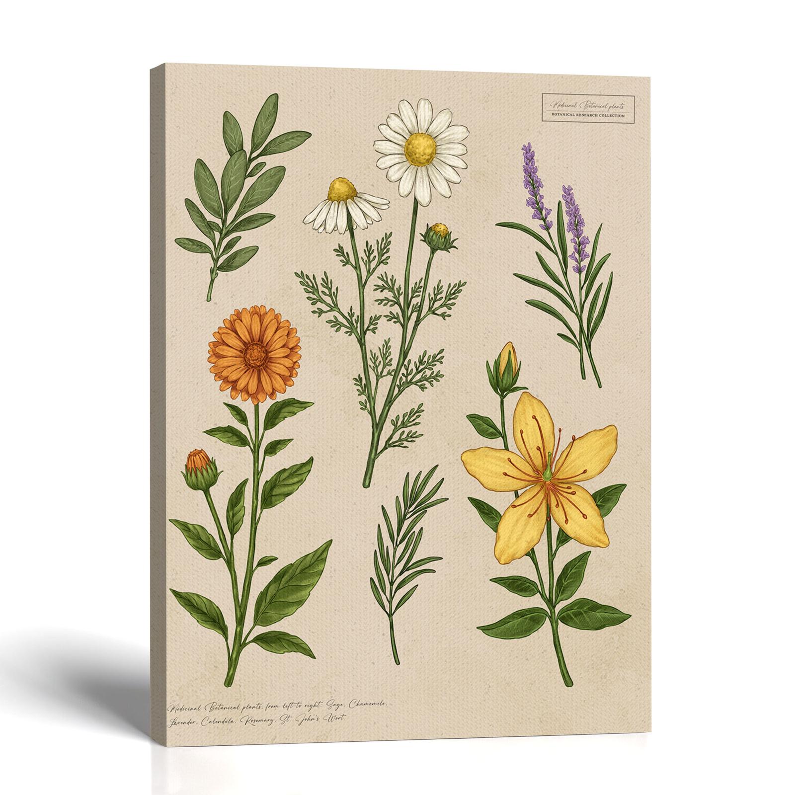 Medicinal Herbs Canvas Print - Six-Herb Botanical Study by Crossroads Home Decor