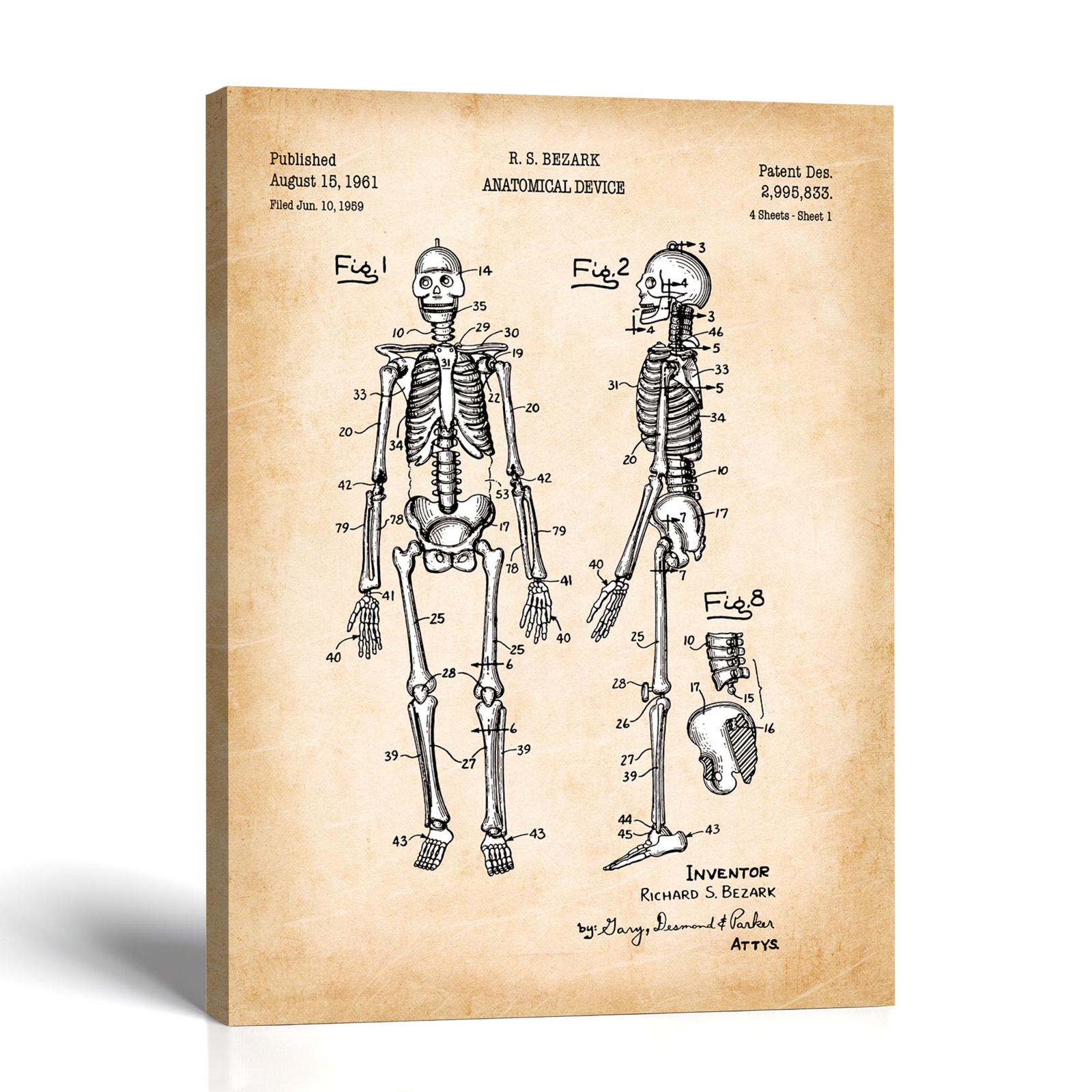 C2547C-1-11x14-1 Human skeleton patent canvas print - 1961 anatomical device patent print by Crossroads Home Decor